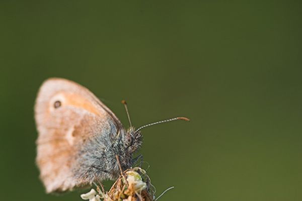 Eins vom letzten Sommer