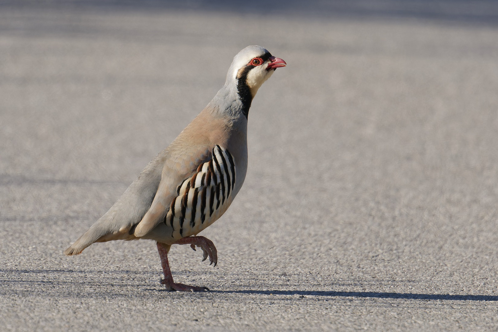 Eins von zwei Steinhühnern auf einer Straße auf Kreta