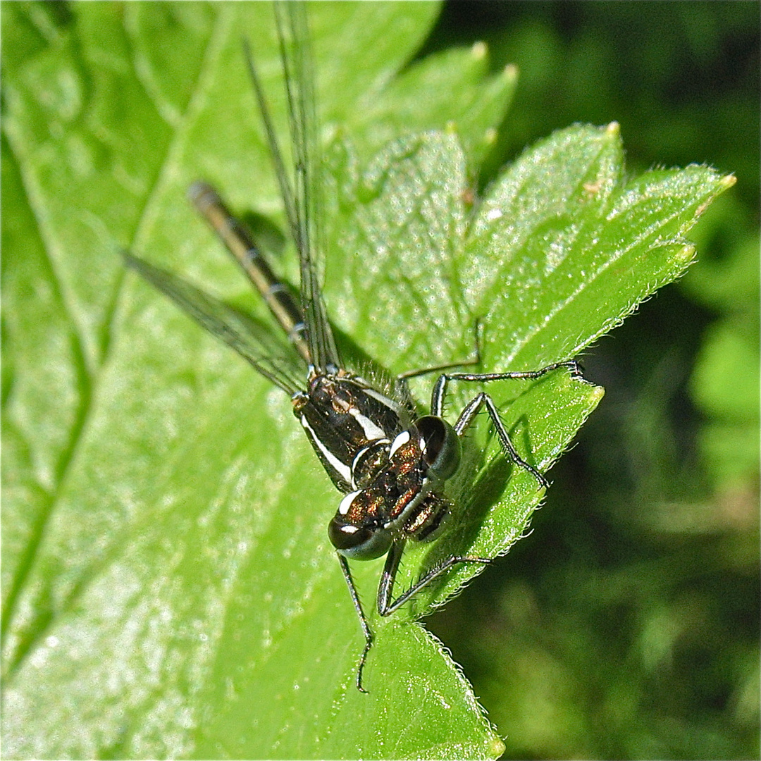 Eins von zwei Weibchen der Hufeisen-Azurjungfer (Coenagrion puella) . . .