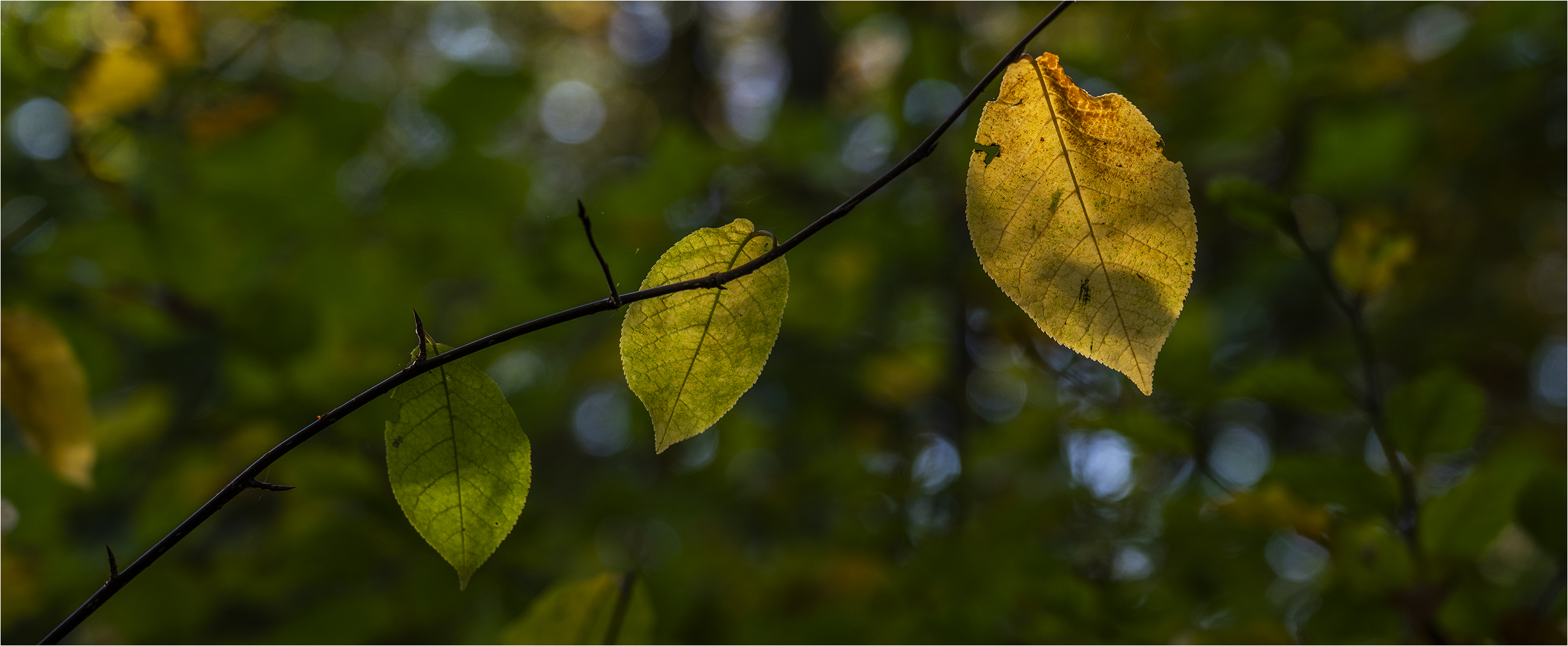 … Eins, zwei, drei … ganz viele …