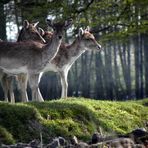 Eins, zwei, drei, vier, fünf, sechs Rehe!