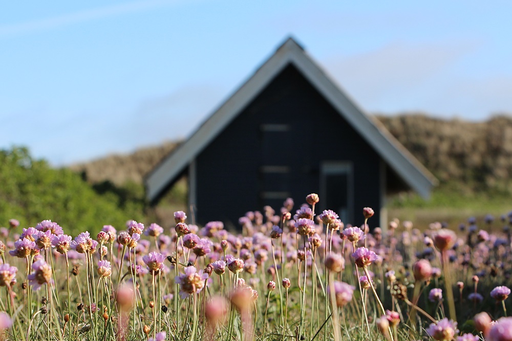 Eins, zwei, drei.....ganz viele rosa Blüten