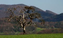 Einsahmer Baum