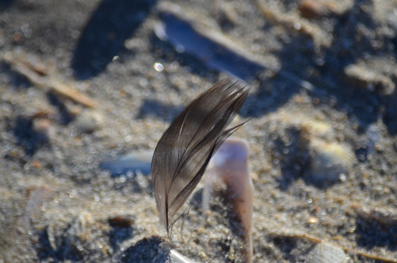 Einsam am Strand " Corona"