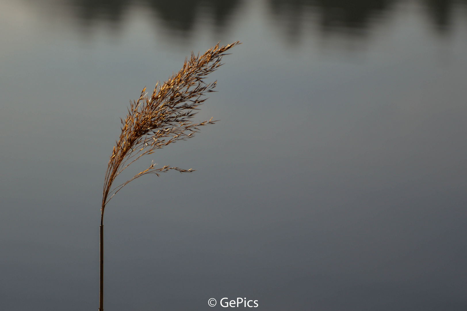 Einsam am Weiher...