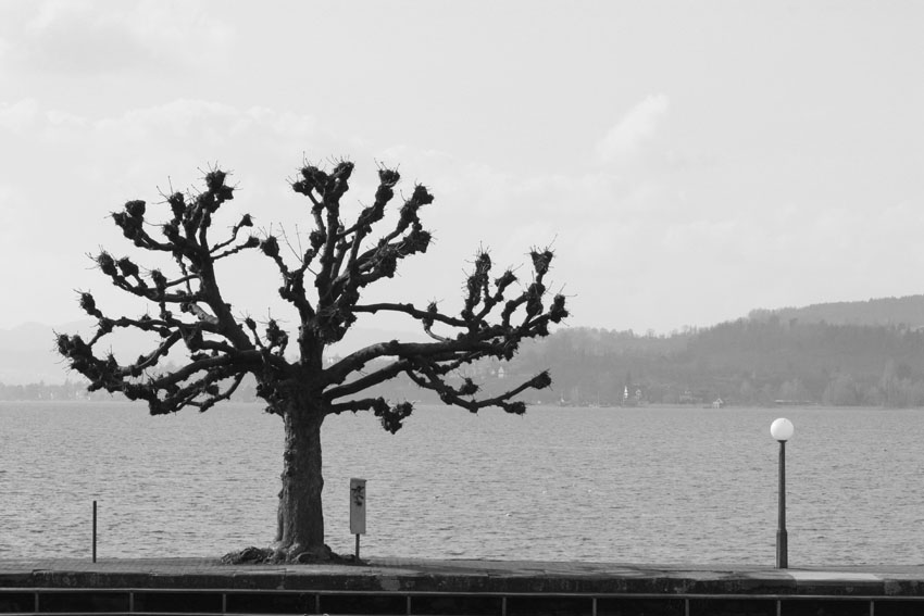 Einsam am Zürichsee