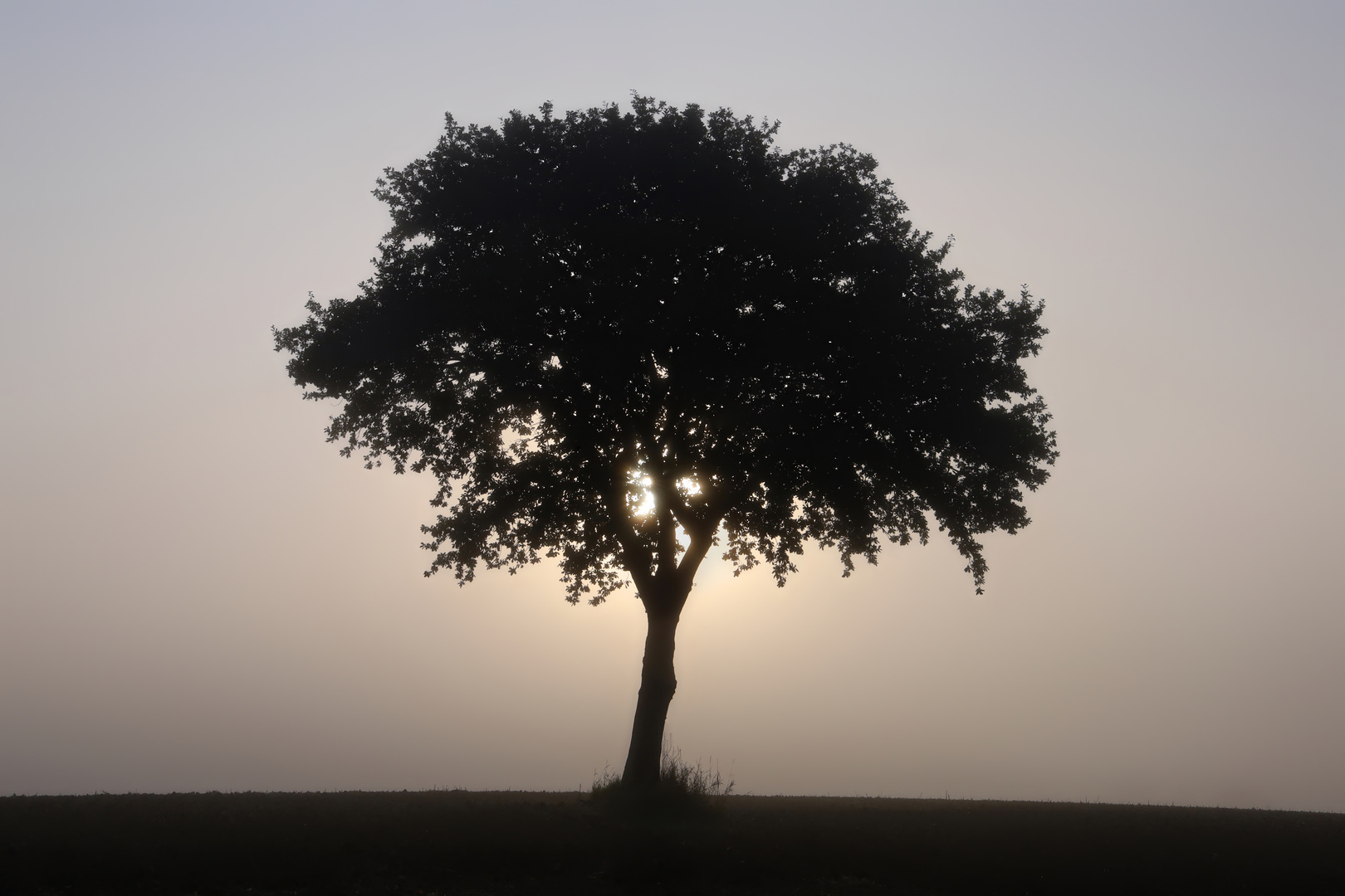 einsam auf dem Feld - lonely on the field