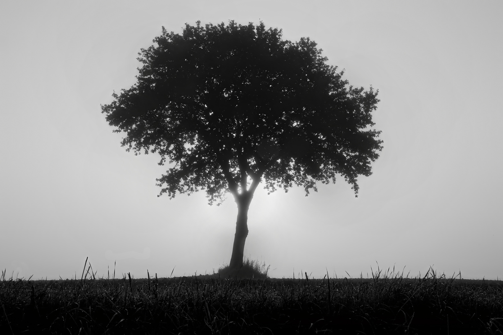 einsam auf dem Feld - lonely on the field  II