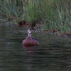 Einsam auf dem See ...