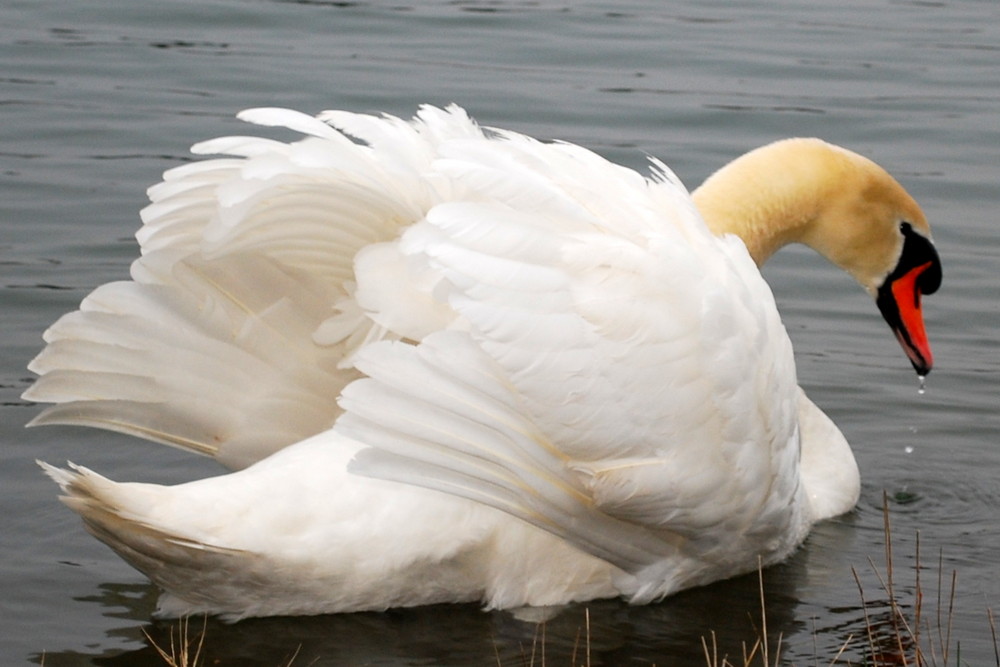 Einsam auf dem See