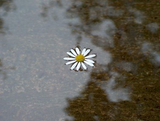 Einsam auf dem Wasser