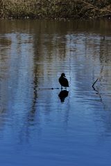 Einsam auf dem Wasser