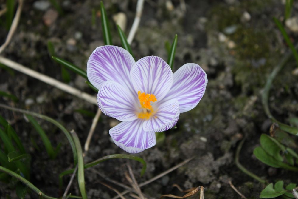 einsam auf den Frühling hoffend