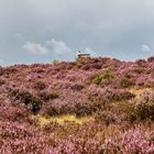 Einsam auf der Heide