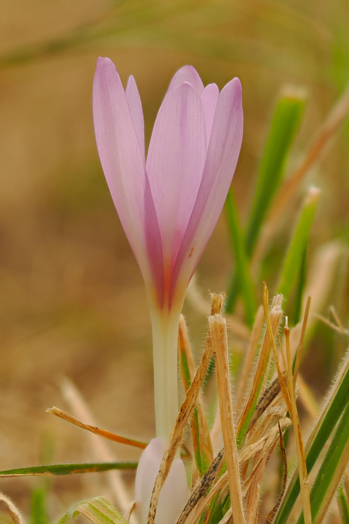 Einsam auf der Wiese