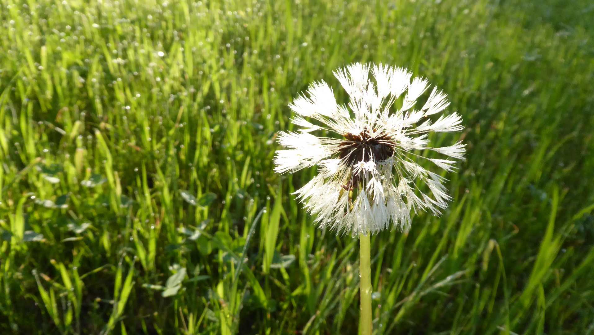 Einsam auf der Wiese....