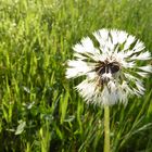 Einsam auf der Wiese....