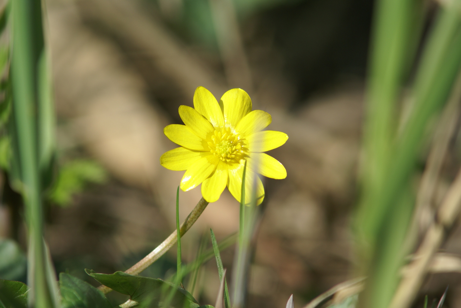 Einsam auf der Wiese