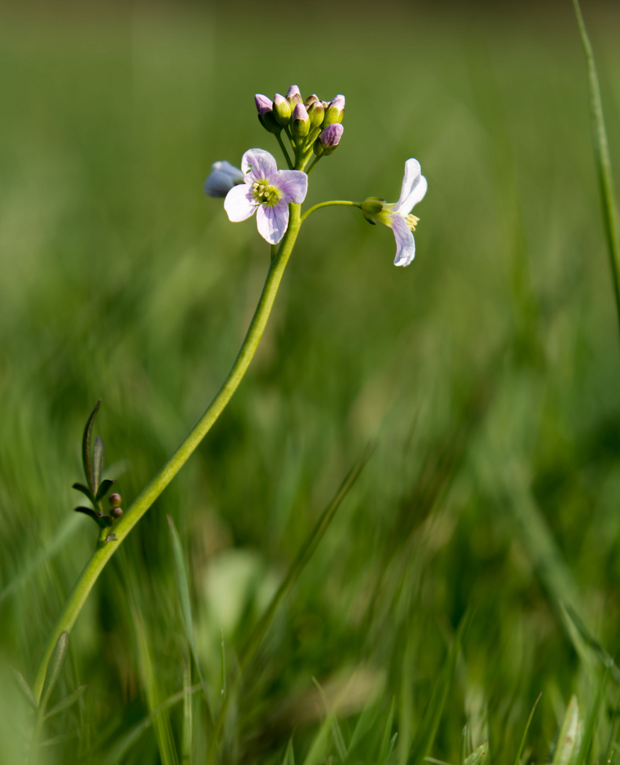 Einsam auf der Wiese