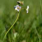 Einsam auf der Wiese