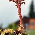 Natur