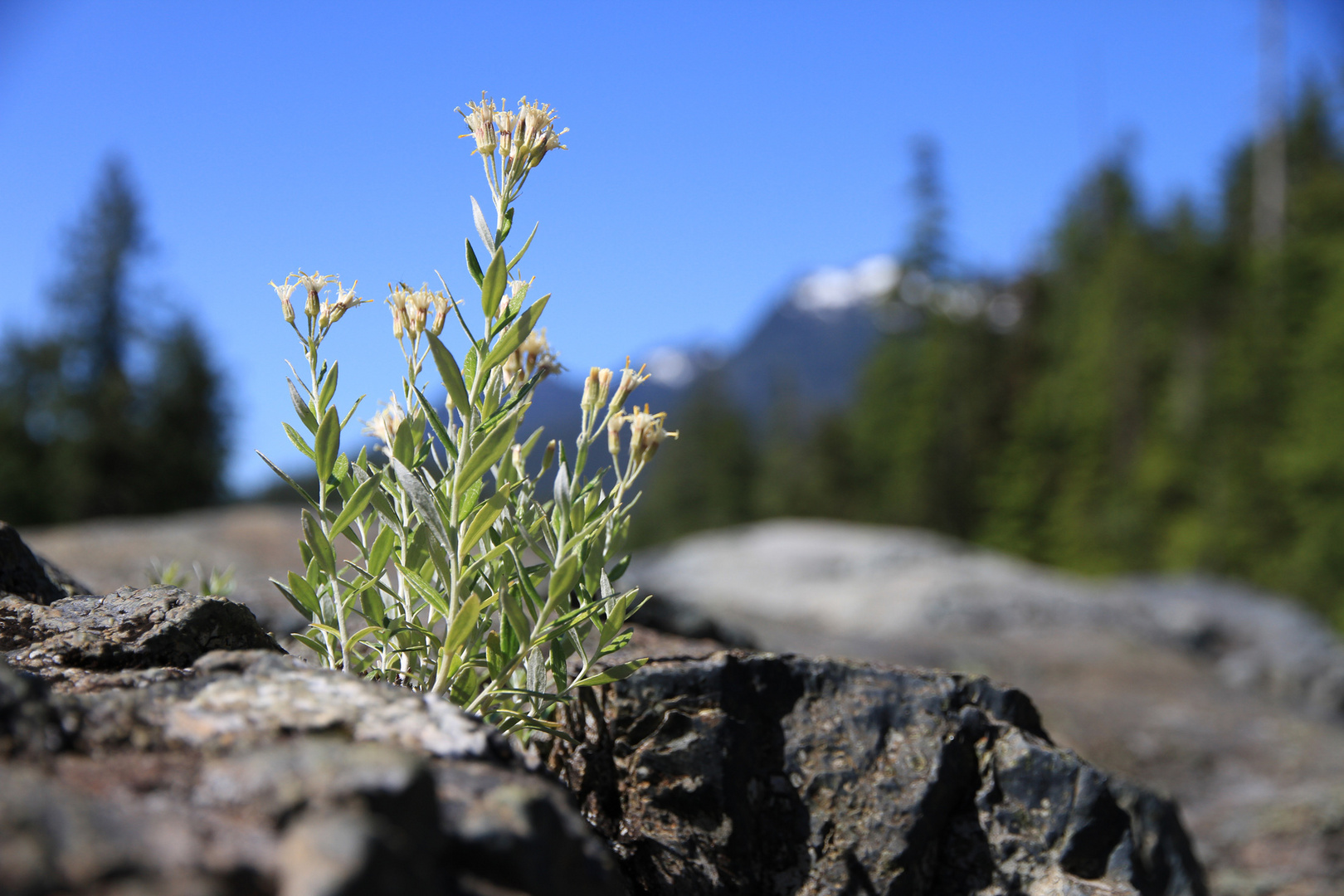 Einsam auf Vancouver Island