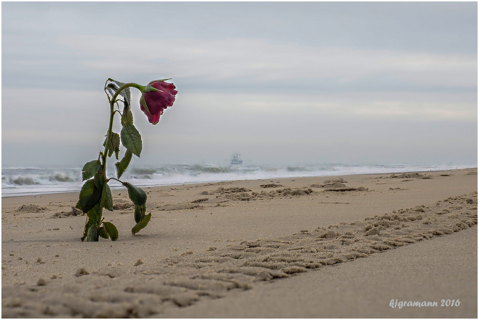 einsam - eine rose am strand......