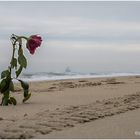 einsam - eine rose am strand......