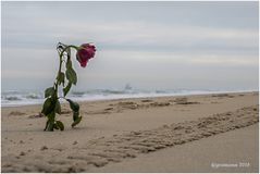 einsam - eine rose am strand......