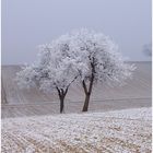 Einsam gefroren auf dem Felde