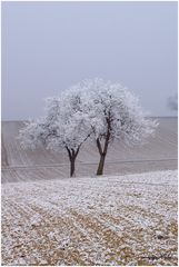 Einsam gefroren auf dem Felde