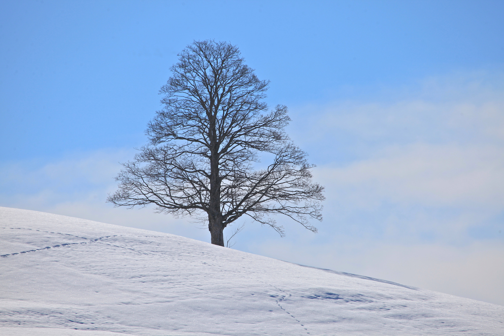 Einsam im ausgehenden Winter