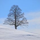 Einsam im ausgehenden Winter