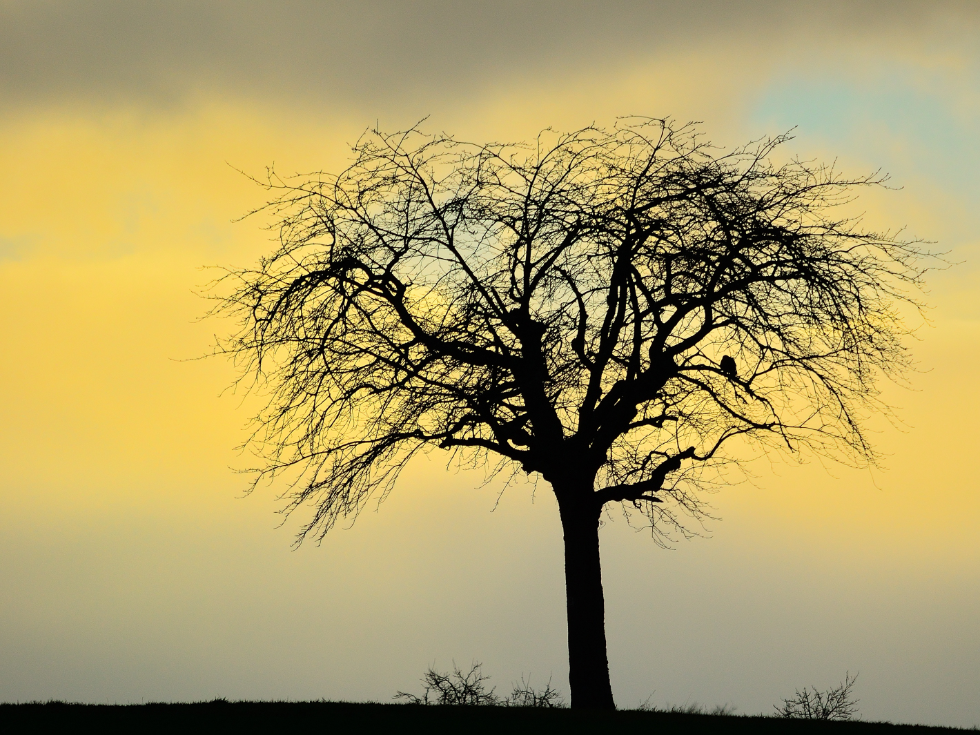 Einsam im Baum, Lonely in the tree, Solo en el arbol!