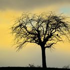 Einsam im Baum, Lonely in the tree, Solo en el arbol!