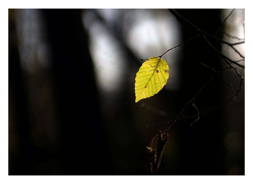 ...einsam im dunklen November....