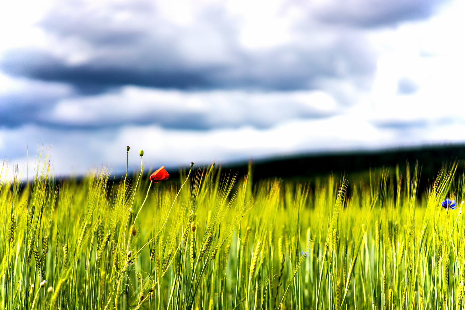 Einsam im Feld