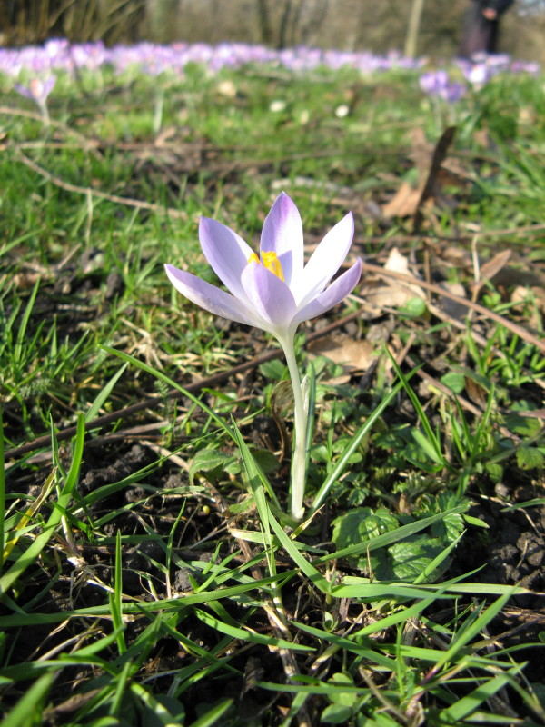 Einsam im Frühling