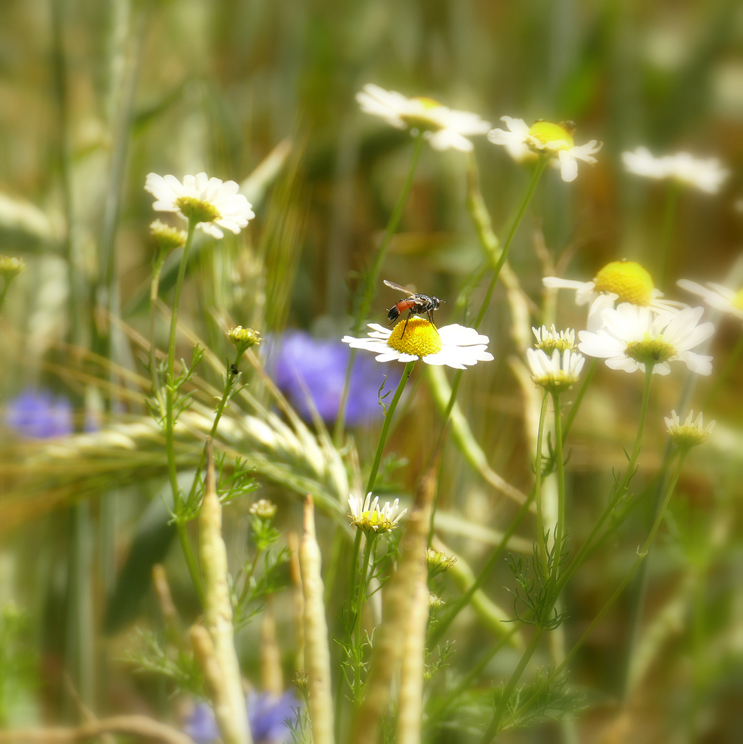 °°°° Einsam im Gerstenfeld °°°