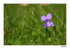 einsam im Gras der Wiese.....