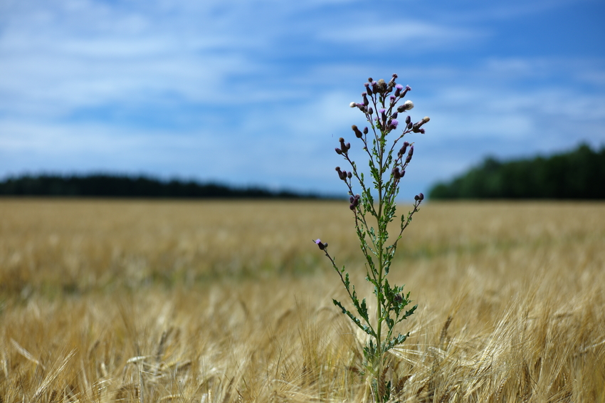 Einsam im Kornfeld