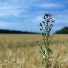 Einsam im Kornfeld