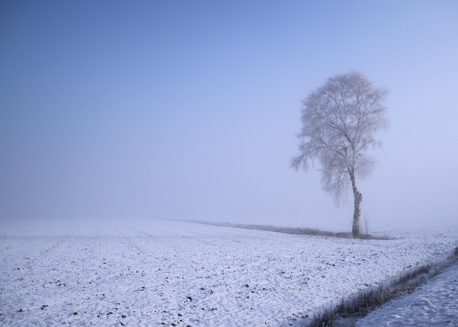 Einsam im Moor...