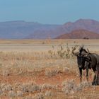 Einsam im Namib Naukluft NP