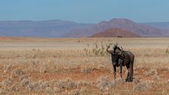 Einsam im Namib Naukluft NP