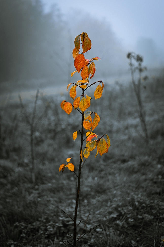 Einsam im Nebel