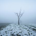 Einsam im Nebel