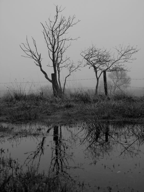 Einsam im Nebel