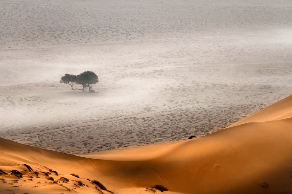 Einsam im Nebel