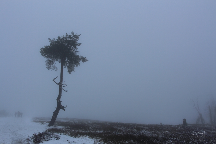 Einsam im Nebel